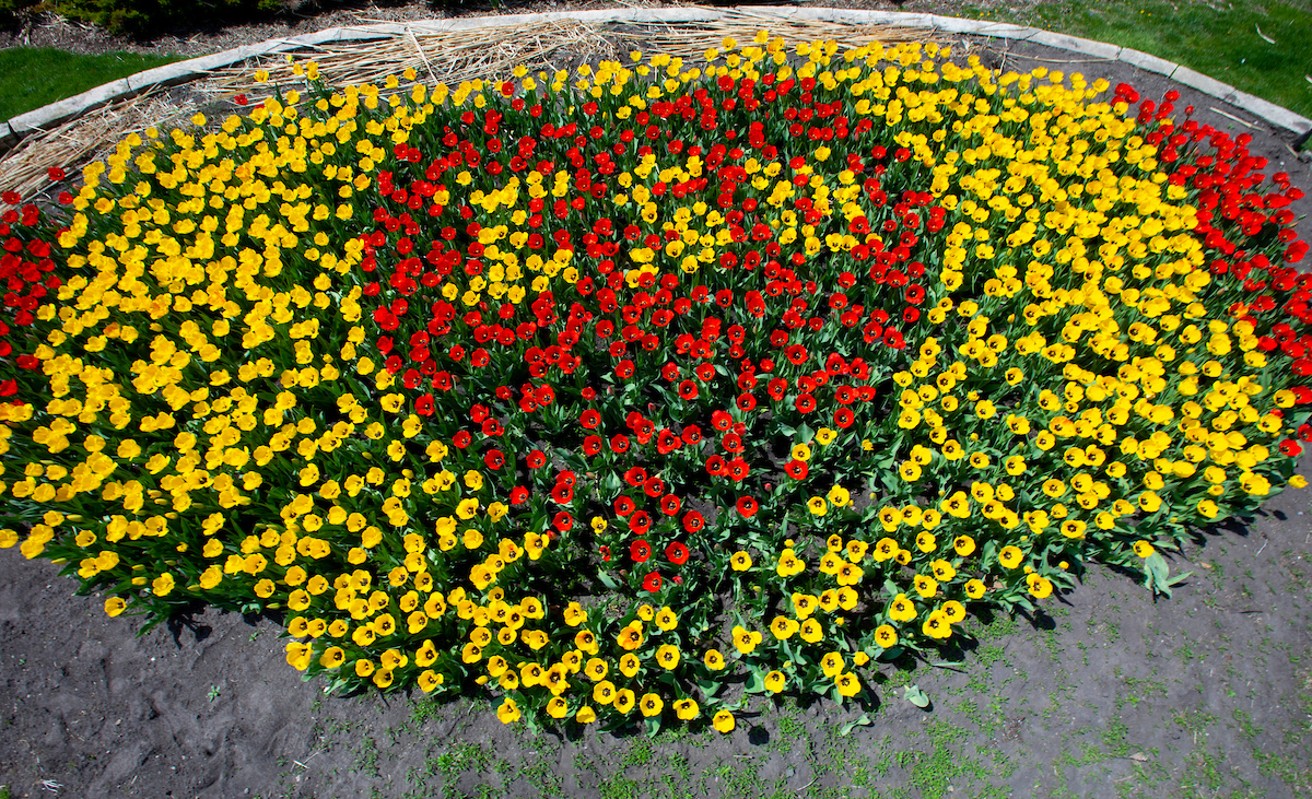 Tulips in the shape of a heart with ISU in the middle