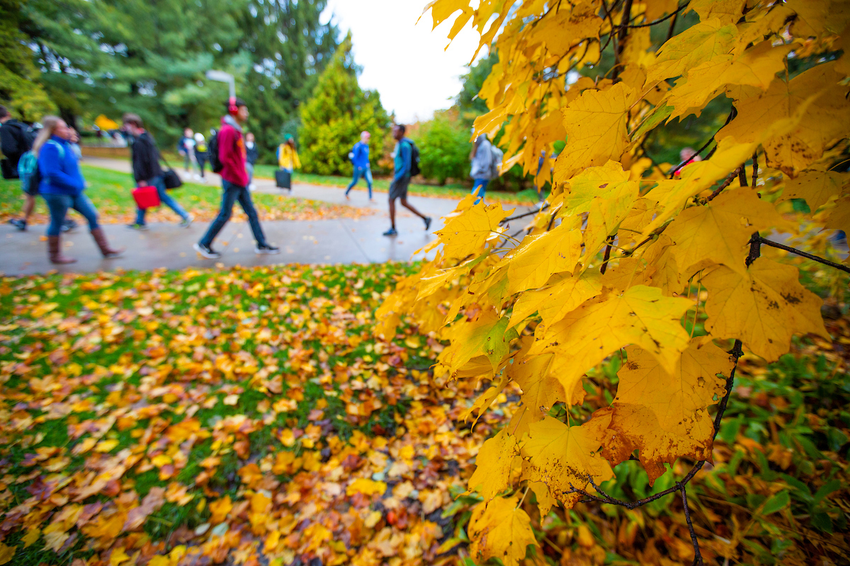 Students walking in the leaves